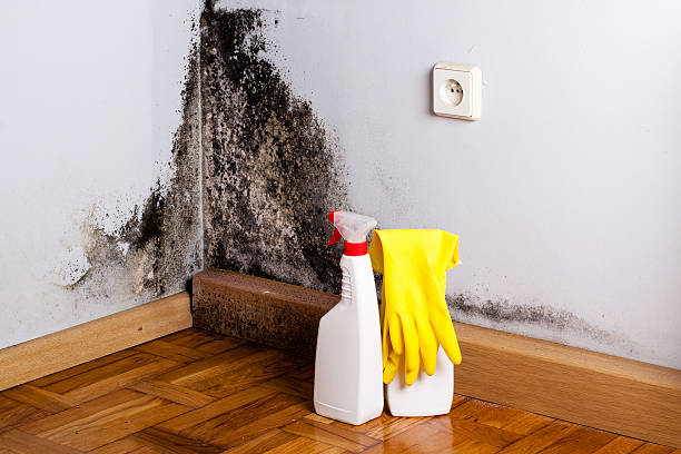 Best Kitchen Mold Remediation in Northfield, IL