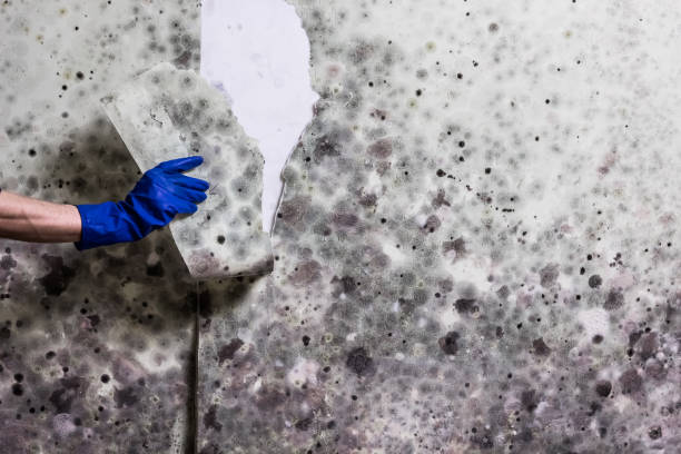 Best Basement Mold Remediation in Northfield, IL