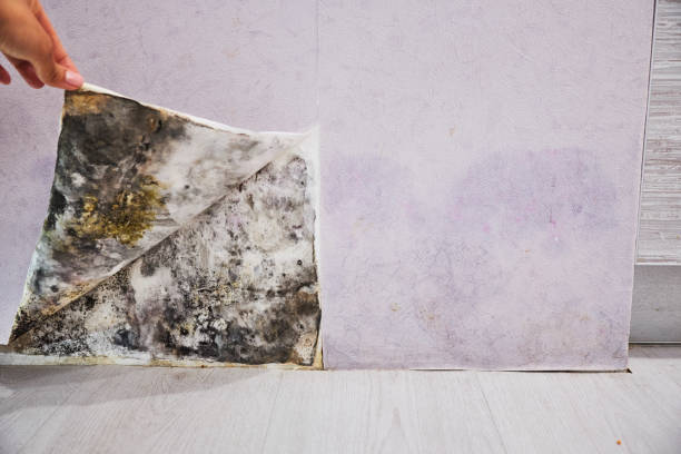 Best Emergency Mold Remediation in Northfield, IL